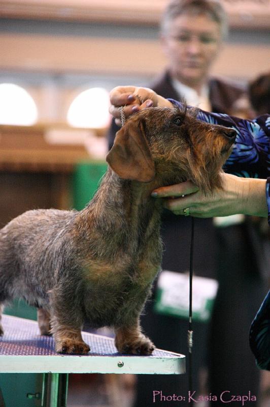 Crufts2011_2 1311.jpg